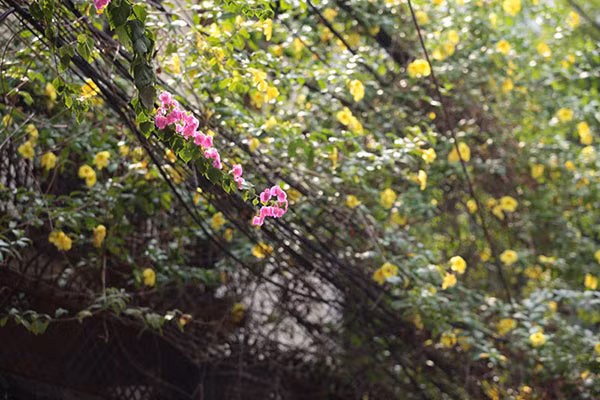 Từng cánh hoa mỏng đủ sắc màu như: hồng, trắng, tím,... không chỉ xuất hiện trên phố mà còn vươn mình đón ánh sáng mặt trời ở các lan can khu tập thể cũ.