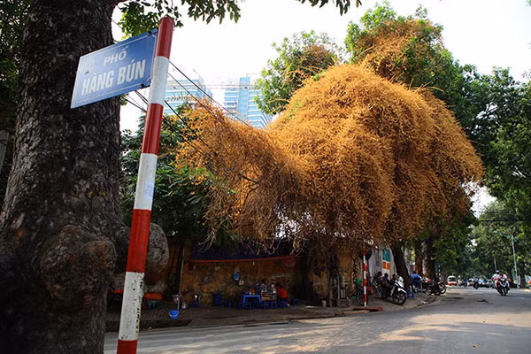 Giàn hoa giấy nơi đầu dốc phố hàng Bún (Hoàn Kiếm, Hà Nội) mùa thu năm nay đã không còn nở hoa được nữa. Vì một lý do nào đó mà người ta chặt mất gốc khiến cả giàn hoa chết dần.