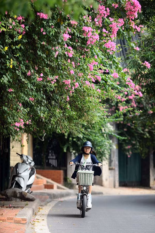 Khung cảnh phố phường trở nên thơ mộng với sắc hoa giấy cuối thu.