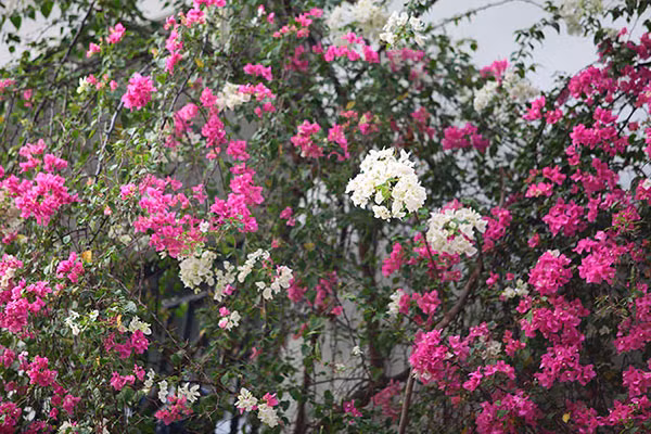 Dạo qua một vòng Thủ đô Hà Nội những ngày này, không khó để bắt gặp những giàn hoa giấy với đủ sắc màu đỏ, hồng, tím, trắng,... đua nhau khoe sắc tạo nên khung cảnh bình yên đến lạ thường.