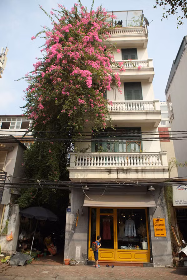 Sớm mai thức dậy nghe tiếng chim hót lanh lảnh bên giàn hoa giấy bừng sáng trong nắng sớm mùa thu, ta thấy cuộc đời đẹp nhẹ nhàng hơn.