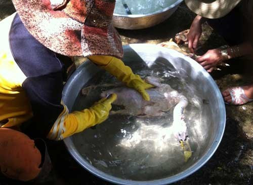 Lat tay chieu nho long ga, vit “sieu nhanh”-Hinh-3