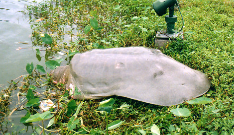 Su that ve nhung 'cu rua' Ho Guom khong lo bi xe thit-Hinh-2