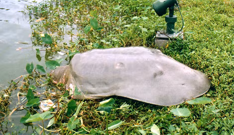 Su that ve nhung 'cu rua' Ho Guom khong lo bi xe thit-Hinh-2