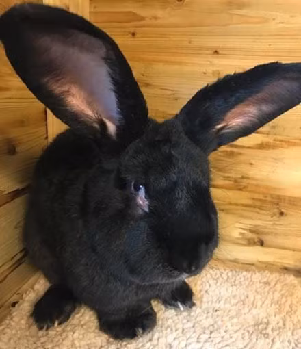 Tho khong lo chet vi bi United Airlines nhet trong tu lanh?-Hinh-2