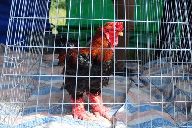 Những chú gà Đông Tảo thu hút sự chú ý của nhiều người đến với Hội thi.