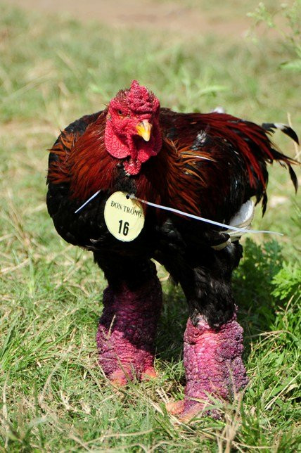 Gà dự thi phải là gà trưởng thành từ 8 tháng trở lên và còn khả năng sinh sản. Chủ gà không được chỉnh hình dáng hay trang điểm cho gà.