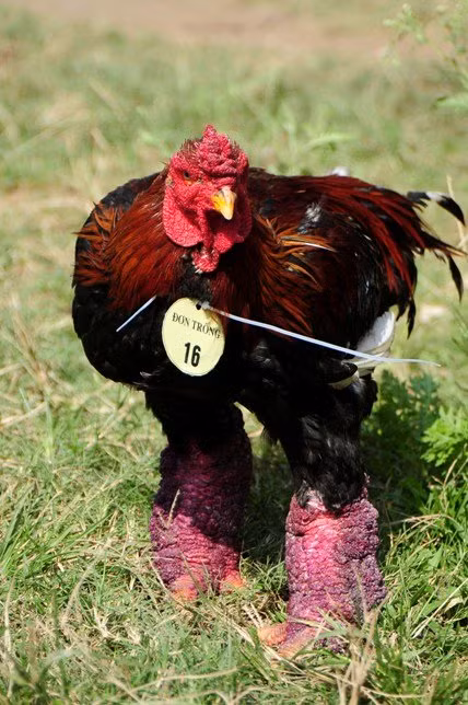 Gà dự thi phải là gà trưởng thành từ 8 tháng trở lên và còn khả năng sinh sản. Chủ gà không được chỉnh hình dáng hay trang điểm cho gà.