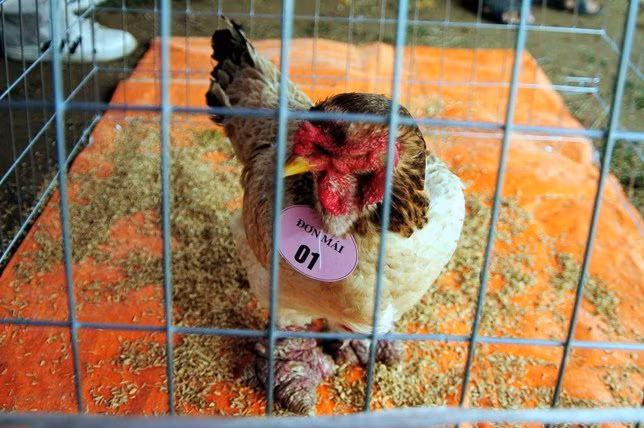 Khối lượng gà trống phải từ 4kg trở lên, gà mái trên 3kg.