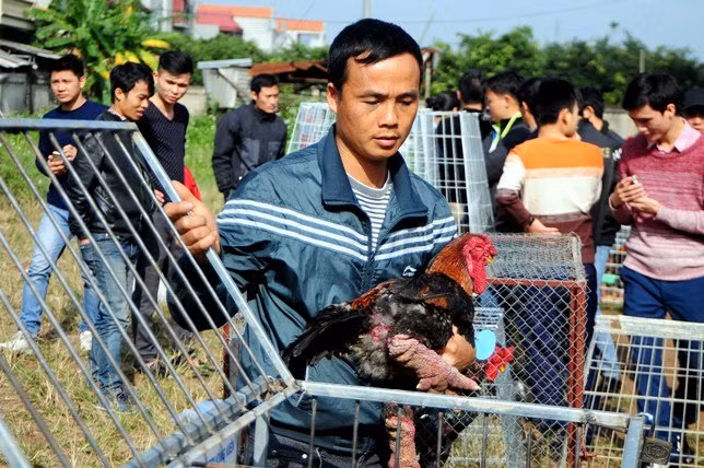 Từ khoảng 7 giờ sáng, các hộ nuôi đã mang gà đến trước cửa UBND xã Đông Tảo để đăng kí phần thi cho gà của mình.