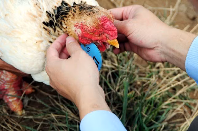 Những chú gà được đeo số thứ tự để phân biệt.