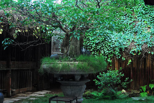 Một gốc cây thế to lừng lững tỏa bóng mát cả một góc sân.