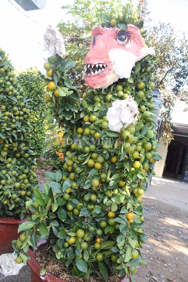 Gia đình ông Võ Văn Phí (ngụ xã Hưng Khánh Trung B) tạo ra 1 cặp khỉ từ cây quất có giá bán tại nhà là 4 triệu đồng. Ở huyện Chợ Lách, chỉ có gia đình ông tạo được hình khỉ theo dáng ngồi.