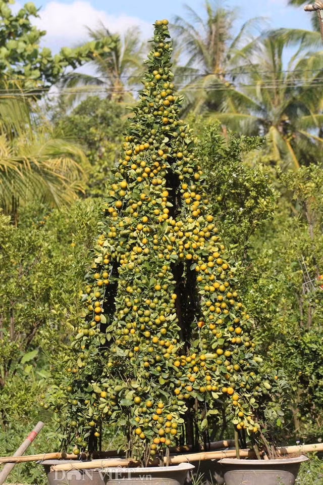 Hình tháp, bình hoa được tạo ra từ hàng chục cây quất. Ngoài quất cảnh tạo hình khỉ, nhiều kiểu dáng được tạo thành từ cây quất ở huyện Chợ Lách cũng khó nơi nào có được.