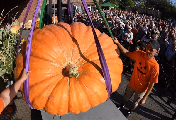 Quá trình cân bí ngô.