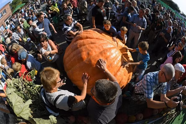 Khác du lịch và người dân địa phương chụp ảnh và sờ tận tay những trái bí ngô to không thể tưởng tượng.