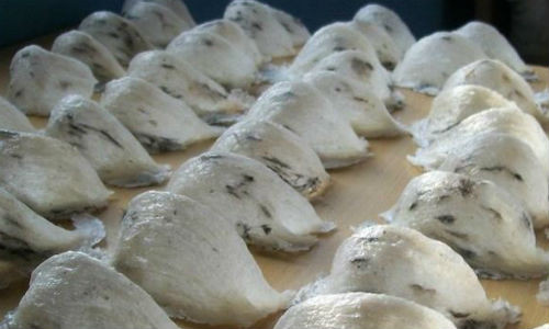 Giat thot minh hat nhua bien thanh… to yen