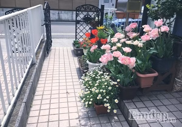 Mê trồng hoa, nhưng chị Quỳnh vẫn giữ lối vào đủ để mọi người thoải mái đi lại, chỉ sử dụng khoảng diện tích nhỏ của một bên tường nhà, lắp đặt kệ tầng có thêm diện tích trồng các loại hoa mà chị yêu thích. Với chị, việc ngắm hoa, chăm sóc cây cối mang đến niềm vui và hạnh phúc cho bản thân mỗi ngày.