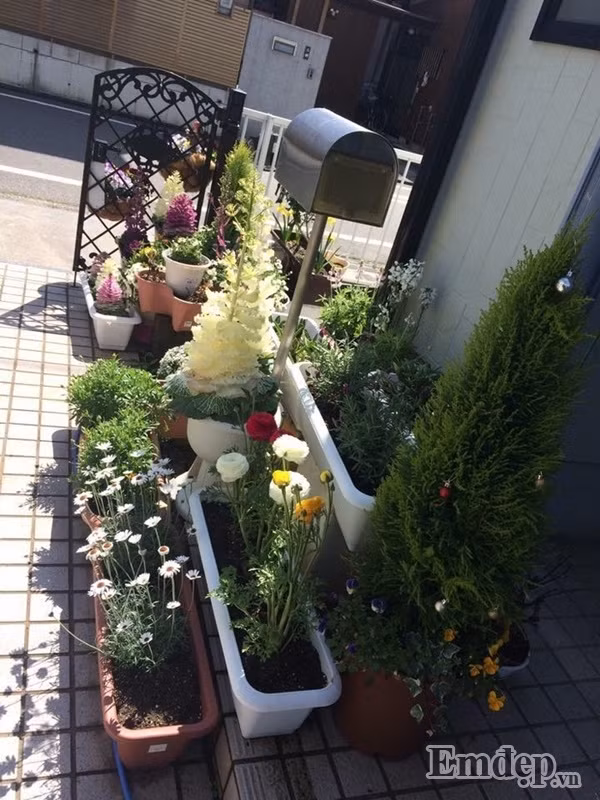 Những chậu hoa cúc được chị trồng xen kẽ với tulip.