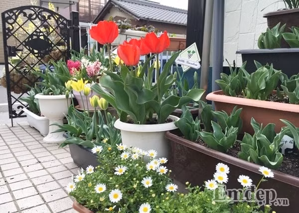 Chị Quỳnh cũng tiết lộ thêm về cách chọn củ tulip, đó là nên chọn những củ lành lặn, không bị trầy xước, chắc tay, không bị mềm nhũn hay méo mó. Việc chọn củ ảnh hưởng khá nhiều đến tỉ lệ nảy mầm nên chị chọn rất cẩn thận. Cũng vì thế mà hầu hết những củ chị chọn đều nảy mầm và cho hoa rực rỡ.