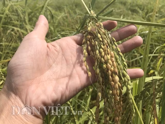 Nep “tien vua” - dac san Sa Huynh trong de hay kho?