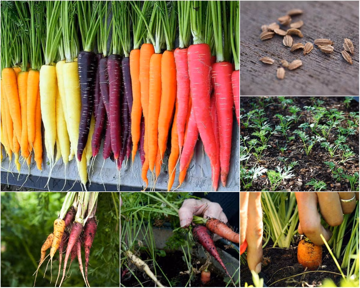 Cà rốt bảy màu Nếu bạn "trót" mê mẩn những khu vườn đầy màu sắc rực rỡ chào xuân thì hãy dành thời gian tự tay trồng cà rốt bảy màu để tô điểm cho khu vườn yêu của mình nhé. "Nổi tiếng" trong làng rau củ quả với nguồn vitamin A, B1, C và B2 dồi dào rất tốt cho sức khỏe, cà rốt cũng được xem là một trong những "ứng cử viên" cần có trong khu vườn nhà bạn.