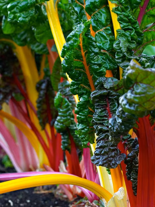 Cải cầu vồng Không chỉ được xem là loại rau xanh có "ngoại hình" bắt mắt, cải cầu vồng còn chứa nhiều loại dưỡng chất có lợi cho sức khỏe và ưu điểm là cực dễ trồng. Đặc biệt đây là một trong số không nhiều giống rau xanh có thể chịu được môi trường thời tiết lạnh hay nóng, miễn được tưới nước đầy đủ. Điểm hấp dẫn và thu hút của cây cải cầu vồng là ở các bẹ lá có nhiều màu sắc như đỏ, hồng vàng, cam, trắng, tím, xanh lá (nhiều loại còn có vân sọc). Cải cầu vồng vừa được trồng để làm nguồn thực phẩm vừa được trồng làm cảnh trong nhà.