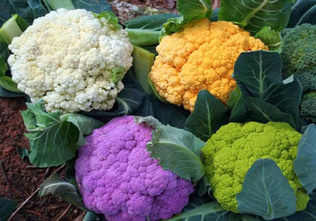 "Súp lơ cầu vồng” có ưu điểm là không chỉ giữ được hương vị giống hệt súp lơ trắng mà màu sắc của chúng còn khiến bàn ăn của các bà nội trợ thêm phần đẹp mắt, sinh động. Một số nhà khoa học thì khẳng định “súp lơ cầu vồng” tốt hơn cho sức khoẻ của con người.