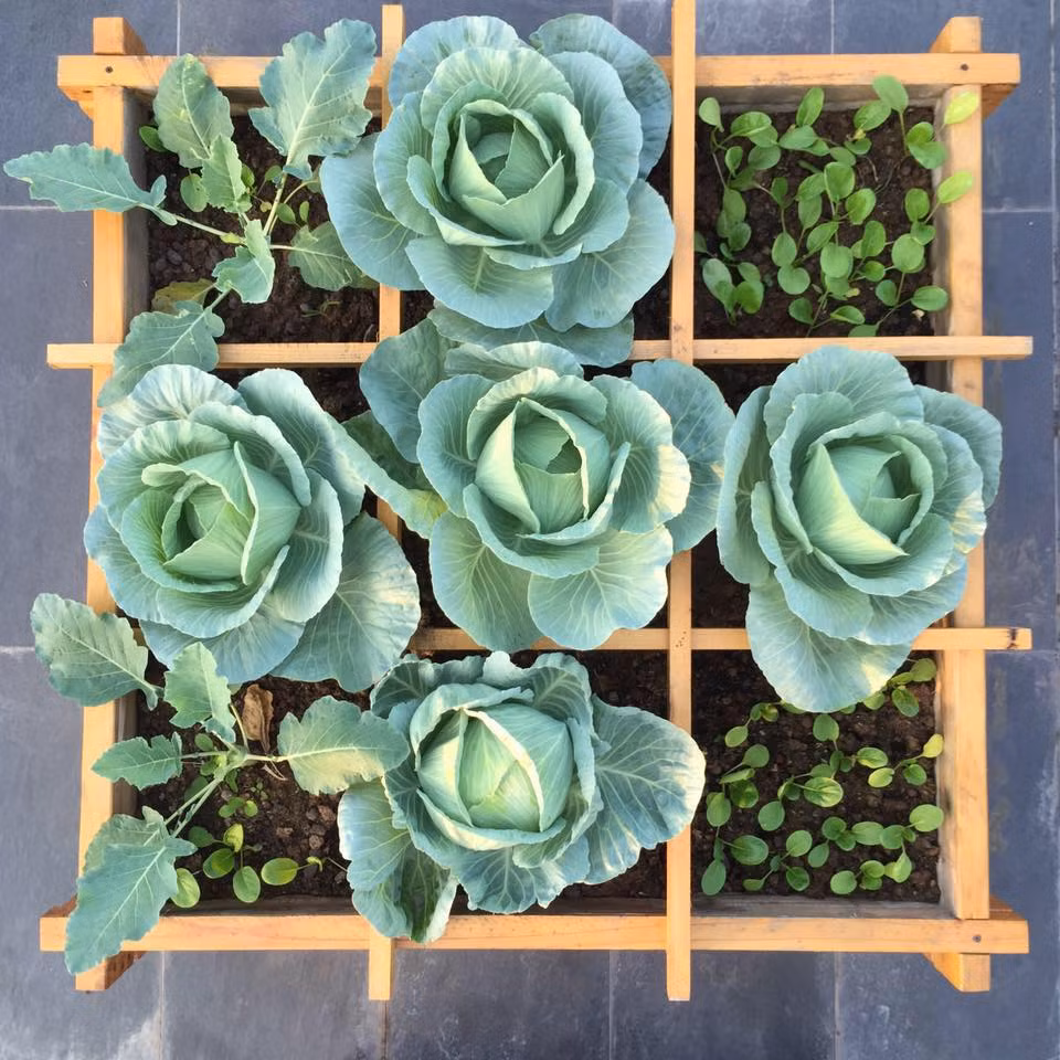 Cải bắp Mùa xuân là mùa của yêu thương, nếu bạn đang loay hoay chưa biết chọn hạt giống rau gì cho khu vườn xinh của mình vào mùa xuân này, sao không thử tự tay trồng bắp cải với những chiếc lá cuộn tròn trong tình yêu?! Trồng bắp cải không dễ như trồng một số loại rau khác, song nếu nắm được đúng cách thì bạn hoàn toàn có thể có tự trồng bắp cải tốt um cho khu vườn nhà mình. Cải bắp là loại cây có chỉ số diện tích lá cao, hệ số sử dụng nước rất lớn, tuy nhiên nhờ sở hữu bộ rễ chùm phát triển nên khả năng chịu hạn và chịu nước tốt hơn so với cây su hào và súp lơ.