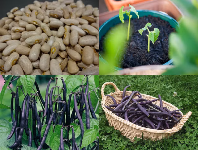 Đậu cove tím Dễ trồng, có màu sắc bắt mắt, chứa hàm lượng chất dinh dưỡng cao, những cây đậu cô ve tím tự trồng tại nhà sẽ khiến cho bạn vô cùng "hả hê" bởi năng suất cao lúc thu hoạch. Đậu cô ve tím cũng giống như các loại đậu cô ve xanh hay vàng đều ưa đất tơi xốp, thoát nước, dễ trồng, ít sâu bệnh mà sai quả. Vì thế đây cũng là một loại rau bạn có thể tự trồng trong khuôn viên nhỏ hẹp của vườn nhà. Chỉ cần chuẩn bị một diện tích đất nhỏ hoặc tận dụng ban công, tầng thượng là bạn đã có một giàn đậu cô ve hứa hẹn cho "vụ mùa" bội thu.