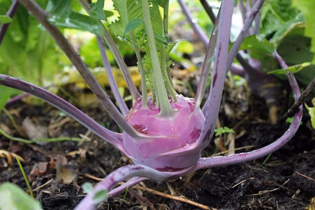 Sự khác biệt của su hào tím là vỏ màu tím, ruột lại trắng giống như su hào thường nhưng nói về độ dinh dưỡng và vị đậm đà thì hơn hẳn su hào thông thường. Trong quá trình trồng, bạn nên thường xuyên kiểm tra, theo dõi một số loại sâu bệnh như rệp, bọ để kịp thời có hướng điều trị đúng cách cho cây. Khi cây có dấu hiệu nhiễm bệnh bạn cần phun thuốc trừ sâu sinh học để ngăn chặn sâu bệnh hại cây.