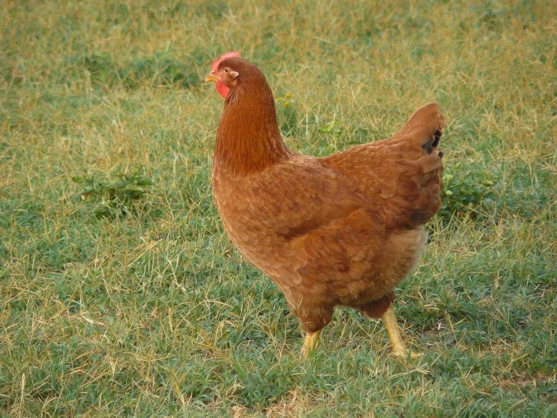 =8. Gà New Hampshire (200 trứng/năm).