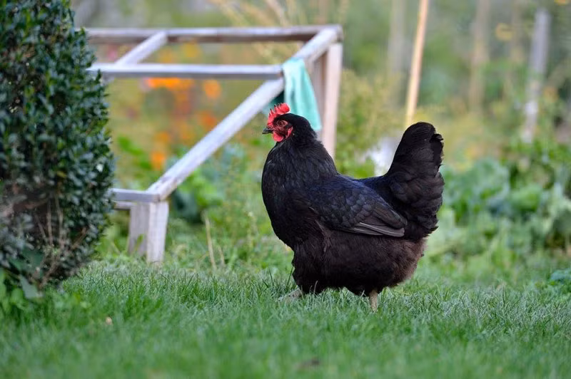 =4. Gà Australorp (250 trứng/năm).