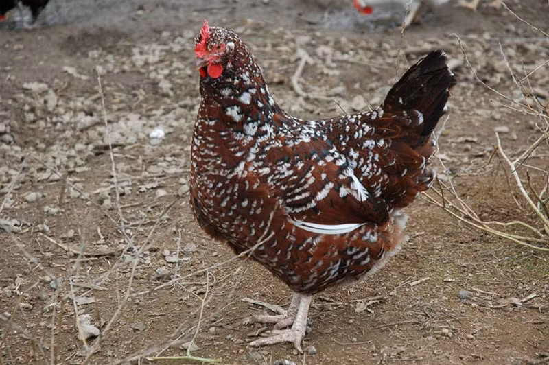 =4. Gà Sussex (250 trứng/năm).