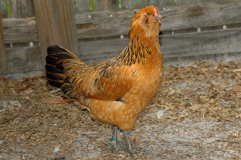 =4. Gà Ameraucana (250 trứng/năm).