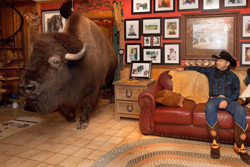 Một con trâu khổng lồ ở Mỹ đang trở thành tâm điểm chú ý vì ngoại hình to lớn và “cuộc sống nhung lụa” của nó. Con trâu nặng tới 1,1 tấn, có phòng riêng trong nhà chủ và được trang bị TV.