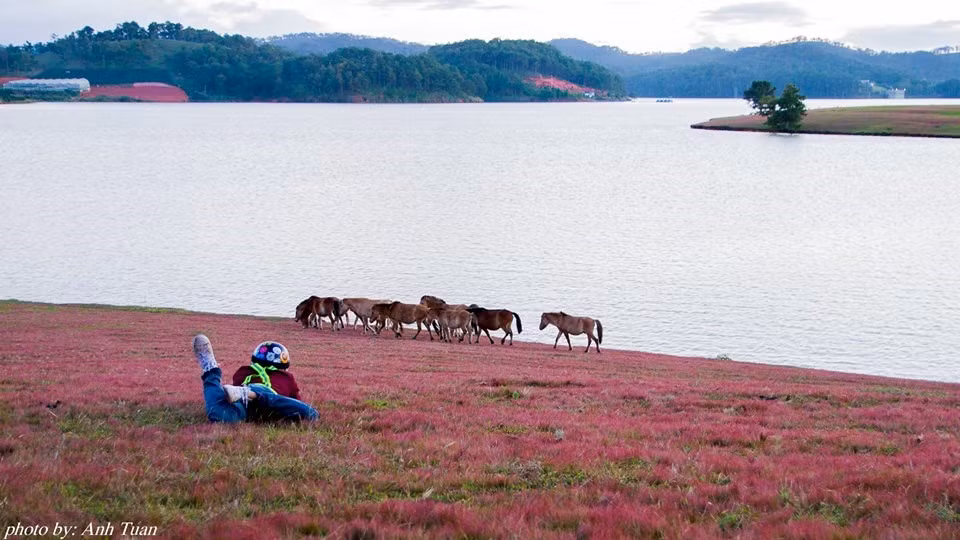 Đồi cỏ hồng là địa điểm tuyệt đẹp mà bất cứ ai cũng ao ước được đặt chân đến. Cỏ hồng mọc ven bờ suối Vàng, ven đường đi tạo thành một bức tranh thiên nhiên tuyệt đẹp giữa núi rừng. Ảnh: Anh Tuấn.