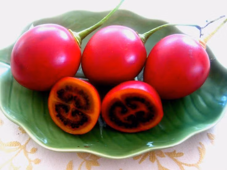 Ca chua la tien trieu moi kg gay xon xao Ha Thanh-Hinh-4