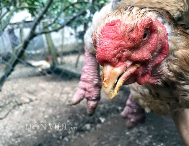 Mac man rua chan cho ga Dong Tao cho ngay tranh tai-Hinh-3