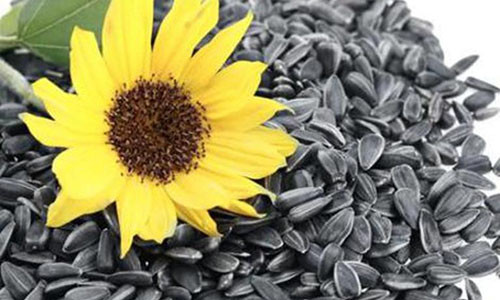 Can than an hat huong duong ngay Tet keo ruoc hoa