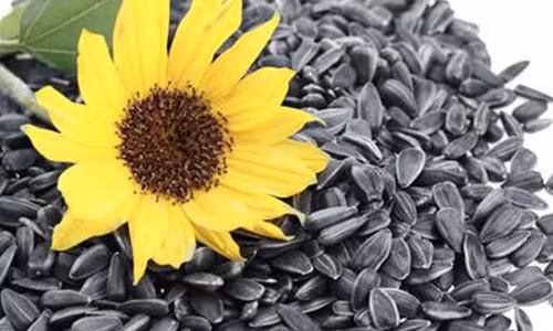 Can than an hat huong duong ngay Tet keo ruoc hoa