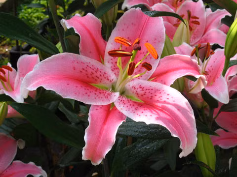 Hoa khu doc to nha nao cung can co trong ngay Tet-Hinh-2