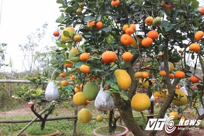 10 trieu dong cho goc cay ky di de 10 qua o Ha Noi