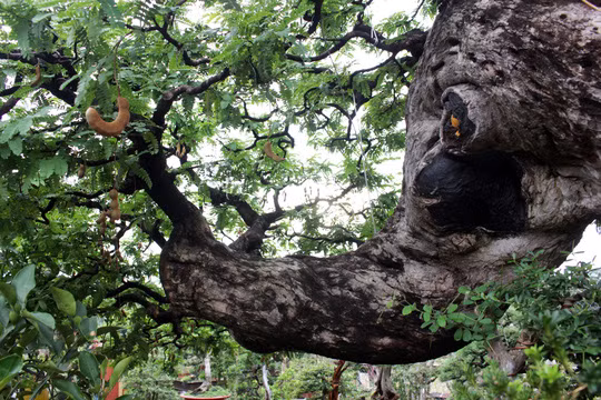 Theo ông Hai, nhánh cây to sãi sang ngang, vươn dài với những đường uốn cong đẹp mắt là điểm nhấn độc đáo tạo nên giá trị của cây me kiểng này.