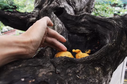 Một phần cây chết trên nhánh đang được tạo hình, ông Hai phải cho người gắn các cục mút xốp để ngăn nước mưa tràn vào gây mục ruỗng nhánh cây.