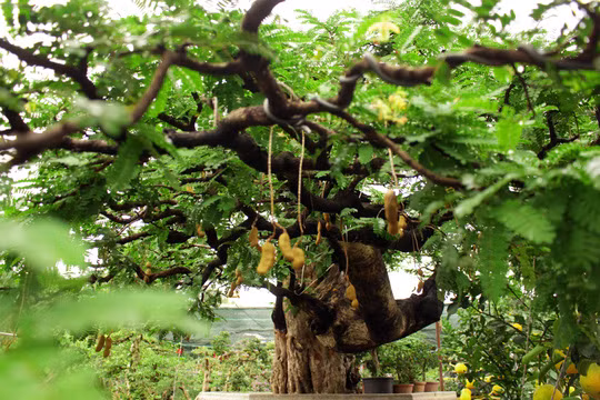 Cây me xanh mơn mởn và các tầng cây đều ra hoa kết quả đẹp mắt.