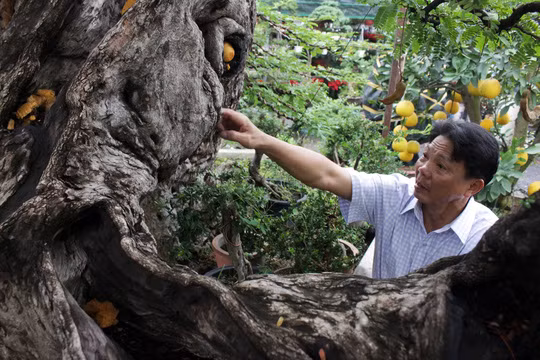 Theo ông Hai, cây me này thuộc giống me thông thường trong nước nhưng đã có tuổi đời trên cả trăm năm. "Trước khi được chế tác hoàn chỉnh, cây me này được mua ở Nha Trang hơn 14 năm trước" - Ông Hai cho biết.