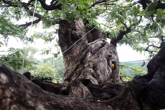 Không chỉ có tuổi đời lâu năm, ông Hai đánh giá cây me này độc đáo ở chỗ có sự khúc khuỷu, u nần cổ kính và có dáng đẹp với hai nhánh chính: một nhánh đâm thẳng lên cao và nhánh còn lại vươn sáng ngang.