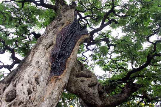 Cây me độc đáo này được chủ nhân tạo hình uyển chuyển, nhánh thấp to lớn nằm lưng chừng chậu. Riêng nhánh còn lại nhỏ hơn đâm thẳng lên bầu trời, khá đẹp mắt được chia thành nhiều tầng.