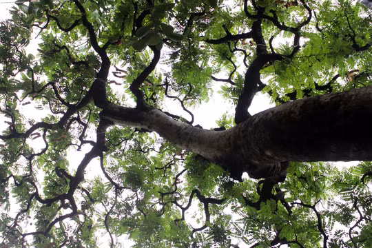 Tàng của nhánh me này rộng đến 4m, các nhánh nhỏ khác cũng được tạo hình uốn lượn, uyển chuyển một cách tỉ mỉ, công phu.